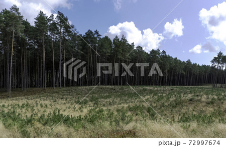 Polish wild forest - Kampinos National Park Polish wild forest - Kampinos National Park 72997674