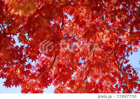 真っ赤な紅葉を見上げる 空バック の写真素材