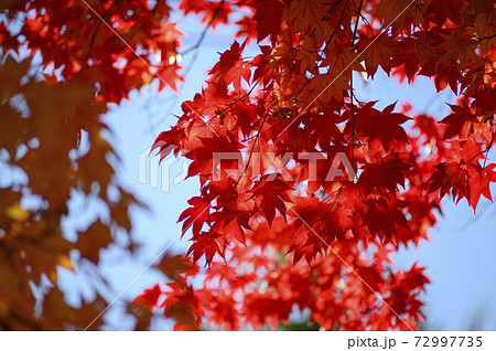 真っ赤な紅葉を見上げる 空バック の写真素材