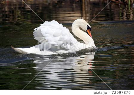 floating in the pond white Swan 72997876