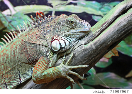 portrait of green iguana closeup 72997967