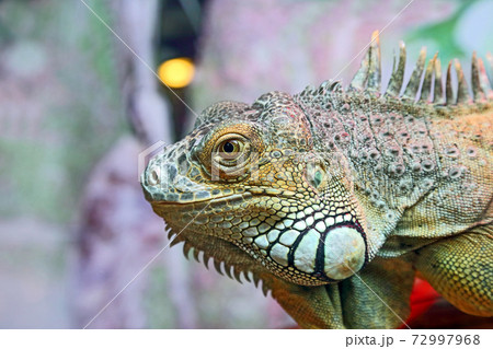 portrait of green iguana closeup 72997968