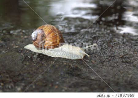 snail crawling on the wet road snail crawling on the wet road 72997969