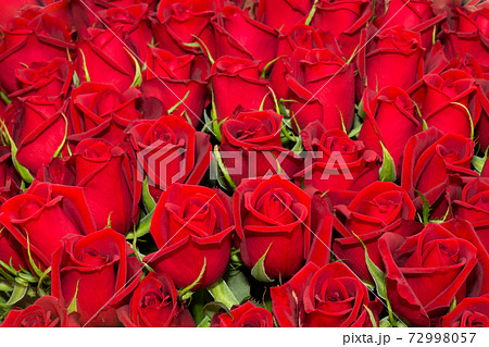 一面の赤いバラ 薔薇 背景素材の写真素材 一面の赤いバラ 薔薇 背景素材の写真素材
