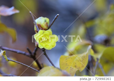 蝋梅 蝋梅 72998161