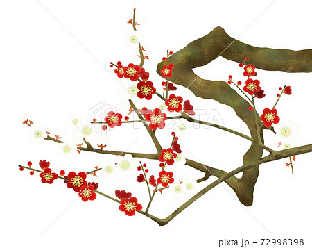 赤い梅の花 複数のバリエーションがありますのイラスト素材