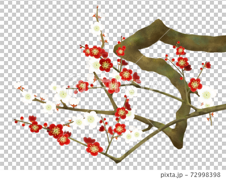 赤い梅の花 - 複数のバリエーションがあります 72998398