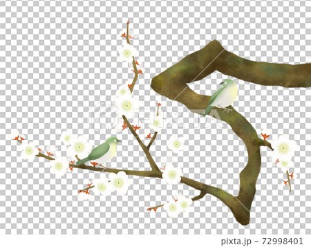 White plum blossoms and white-eyes-there are multiple variations 72998401