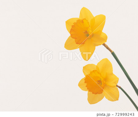 黄色い水仙の花 72999243