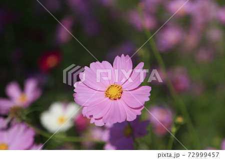 大牟田市　諏訪公園　コスモス、 72999457