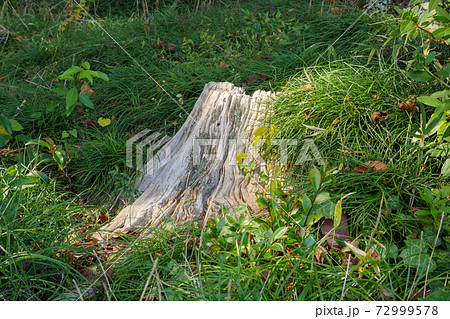 草地にある切り株に木漏れ日が当たる 72999578