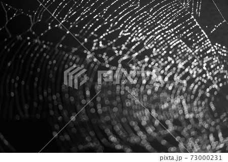 black and white blur and bokeh abstract and art of cobweb black and white blur and bokeh abstract and art of cobweb 73000231