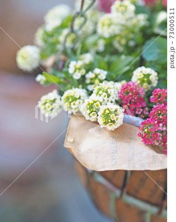 バスケットに植えたスイートアリッサム バスケットに植えたスイートアリッサム 73000511