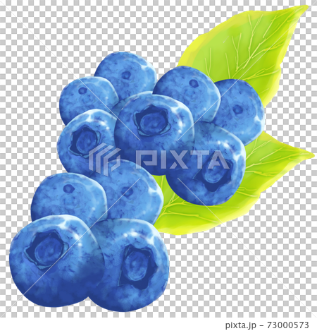 收穫的藍莓 73000573