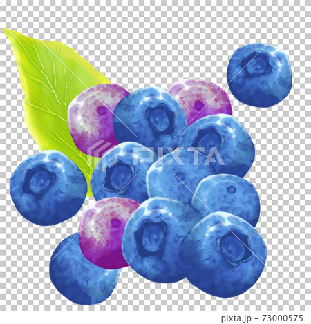 Blueberry fruit during harvest 73000575