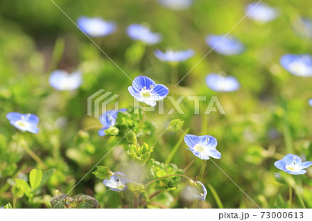 春の草花　オオイヌノフグリ 73000613