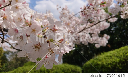 桜 桜 73001016