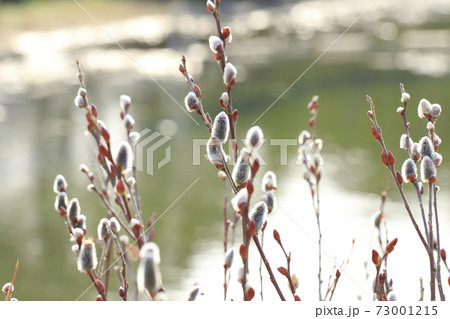 春の風景　猫柳（ねこやなぎ） 73001215