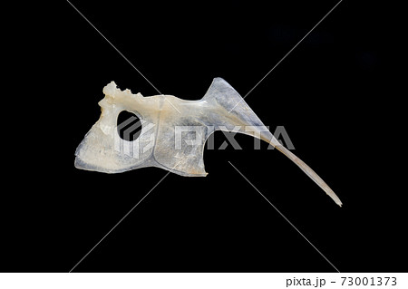 縁起物_鯛の鯛イメージ 73001373