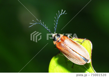 ヒゲナガハナノミ(オス) ヒゲナガハナノミ(オス) 73001520