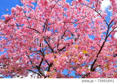 背景素材 満開の河津桜と青空(早春イメージ) 背景素材 満開の河津桜と青空(早春イメージ) 73001641