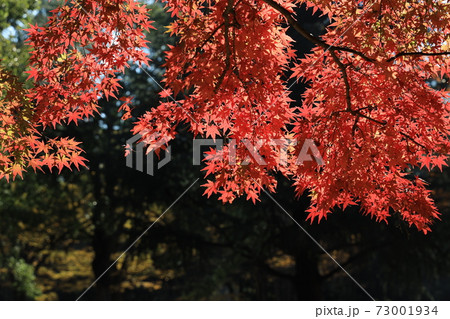 東京都渋谷区の代々木公園の赤く紅葉したもみじの葉 東京都渋谷区の代々木公園の赤く紅葉したもみじの葉 73001934