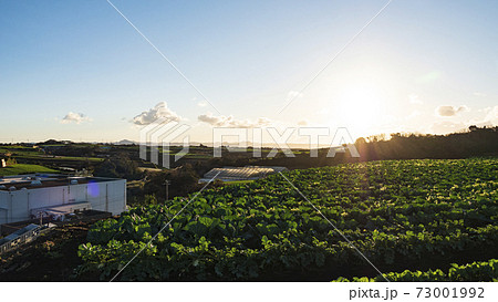 湘南三浦半島の神奈川県三浦市の特産・名産の大根畑・キャベツ畑の冬 73001992