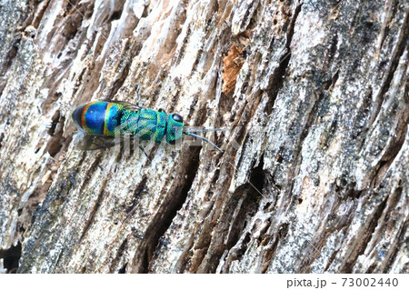 ムツバセイボウ ムツバセイボウ 73002440