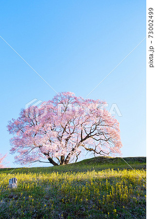 夜明けの桜(上の平の一本桜) 夜明けの桜(上の平の一本桜) 73002499