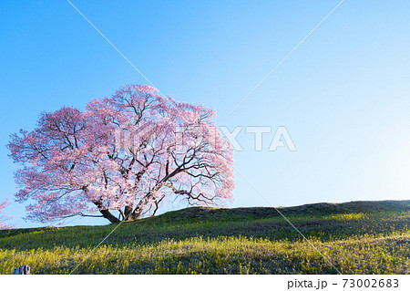 夜明けの桜（上の平の一本桜） 73002683