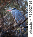 grey heron sleeping on a tree 73002716
