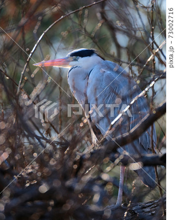 grey heron sleeping on a tree grey heron sleeping on a tree 73002716