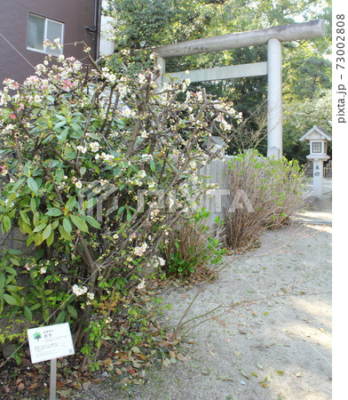 被爆樹木「三篠神社のボケ」 in HIROSHIMA 73002808