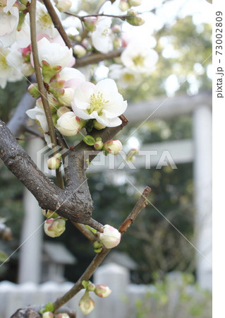 被爆樹木「三篠神社のボケ」の花 in HIROSHIMA 被爆樹木「三篠神社のボケ」の花 in HIROSHIMA 73002809