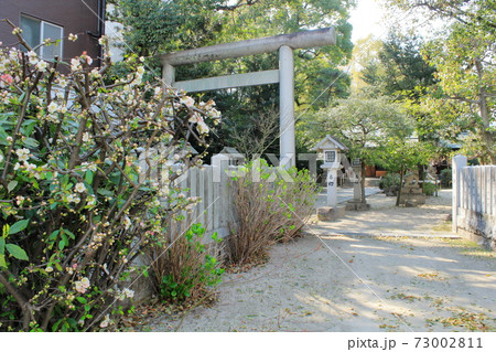 被爆樹木「三篠神社のボケ」 in HIROSHIMA 被爆樹木「三篠神社のボケ」 in HIROSHIMA 73002811