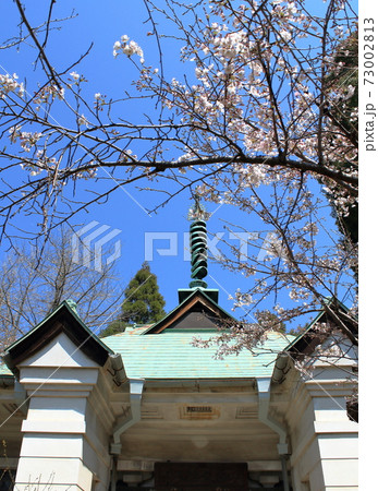 被爆樹木「山陽文徳殿のソメイヨシノ」 in HIROSHIMA 73002813