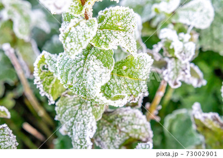 Mint leaves are tipped with frozen dew on a cold winter morning. 73002901