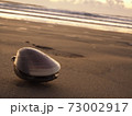 九十九里浜のはまぐり 73002917
