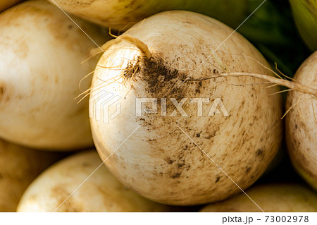 土のついたダイコン 73002978