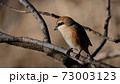 Bull-headed shrike in Japan winter 73003123