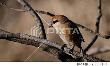 Bull-headed shrike in Japan winter 73003123