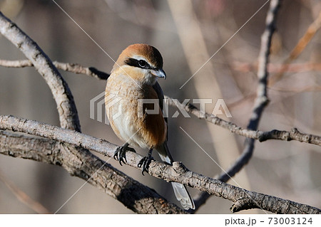 Bull-headed shrike in Japan winter Bull-headed shrike in Japan winter 73003124
