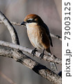 Bull-headed shrike in Japan winter 73003125