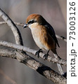 Bull-headed shrike in Japan winter 73003126