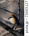 Bull-headed shrike among the branches in Japan winter 73003127