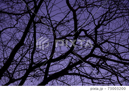 樹木シルエット 樹木シルエット 73003200