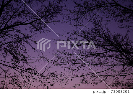 樹木シルエット 樹木シルエット 73003201