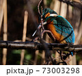 closeup of a beautiful kingfisher looking for prey on a branch in the Japan winter 73003298