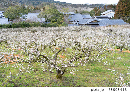 里山の梅の花を見に行きたくなる風景 73003418