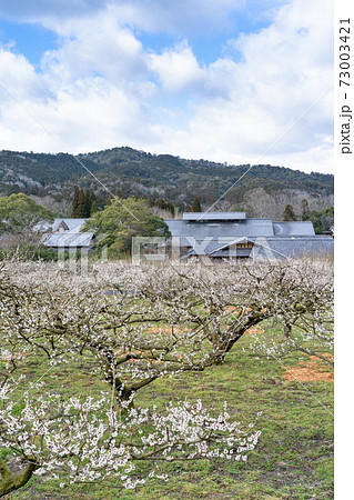 里山の梅の花を楽しめる風景 73003421